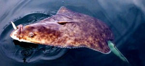 This nice sized 40-pound halibut grabbed a #2 cop car Kingfisher spoon.