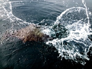 This halibut went crazy on the surface and gave me a saltwater shower.