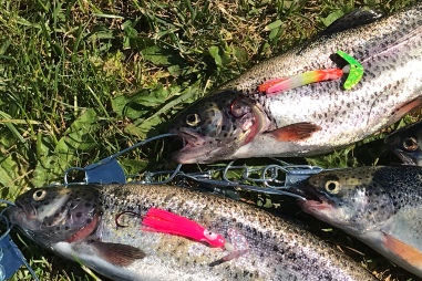 Can You Legally Use Sport-Caught Trout For Halibut Fishing Bait